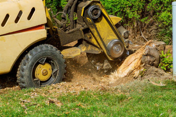 Best Professional Tree Care  in Cushing, OK